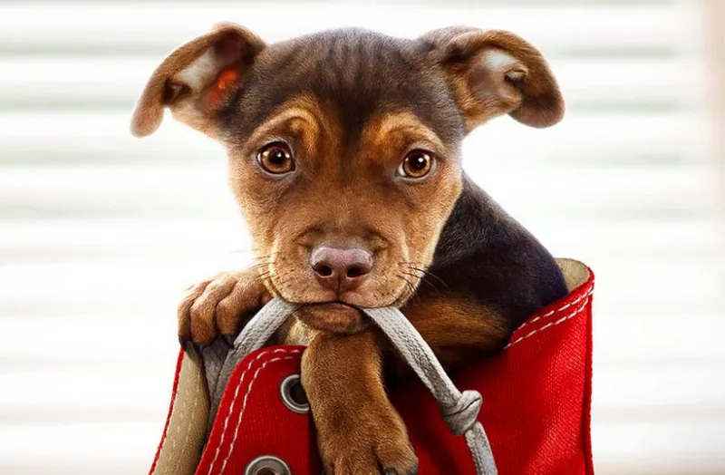 2. Шлях додому (A Dog's Way Home, 2019)