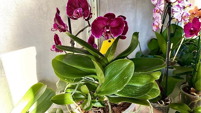 Як доглядати за орхідеями