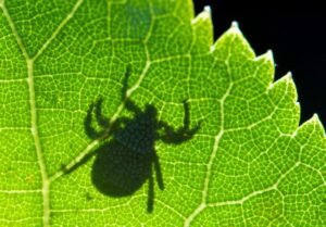 Засоби від кліщів для людей