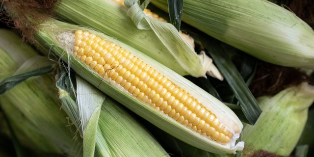 Як варити кукурудзу