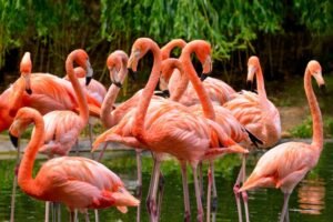 Чому фламінго рожеві