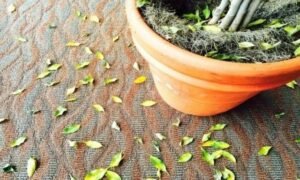 Чому фікус скидає листя: пошук причин та рішення