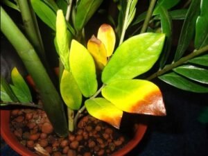 Чому жовтіє заміокулькас